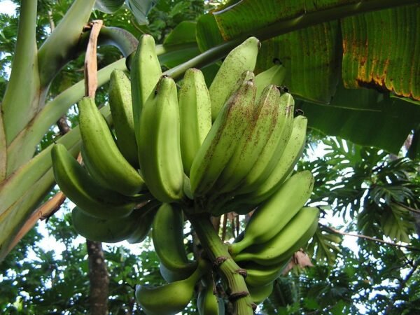 Bananas (Saba / Lakatan)
