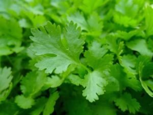 Fresh Coriander (Dhania) Fresh Coriander (Dhania)