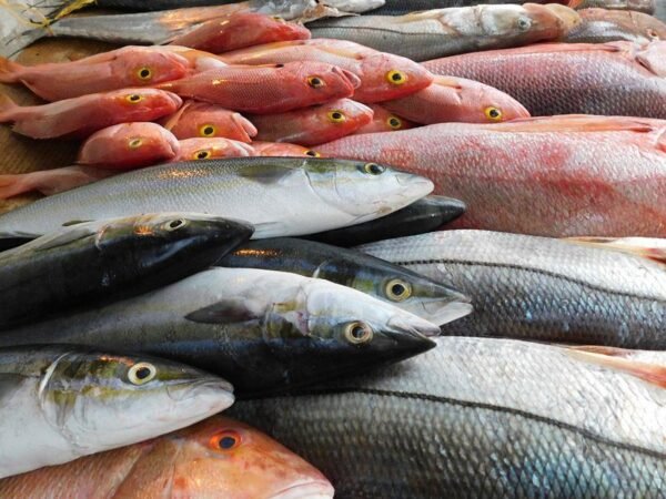 fresh-fish Fresh Fish