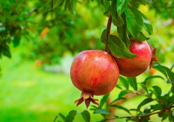 Pomegranate Pomegranate