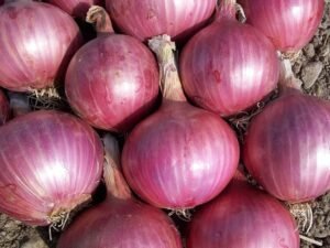 red-onions Red Onions