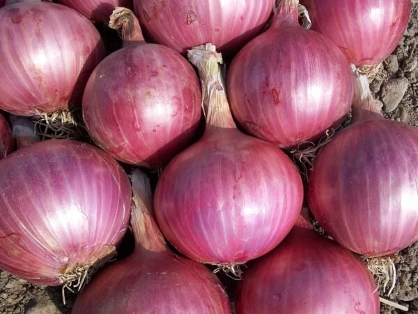 Red Onions